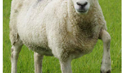 AHDB funded PhD study by Liz Nabb on the control of footrot in sheep