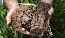 Digging deeper: Understanding soils for crop performance and long-term resilience 