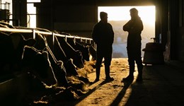 Ayrshire: Data drives dairy decisions