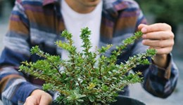 EU exit - what do new UK rules for overseas workers mean for Agriculture and Horticulture? 