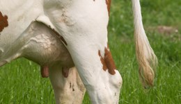 Lancashire: Mastitis roadshow with Lanes Farm Vets