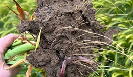 East Devon: Know your soils