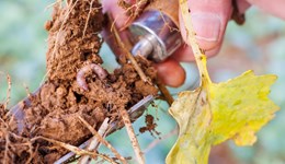Beverley Monitor Farm on Tour: Jonathan Hodgson, Great Newsome Farm