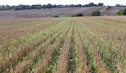 Technical buying adds some support to wheat markets: Grain market daily