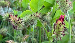 Vale of Glamorgan Monitor Farm – Cover crops and SFS update 