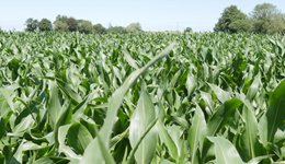 Maize in riparian soils: Management and mitigation