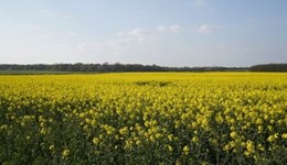 Early Bird Survey forecasts 30% rise in oilseed rape area in 2026