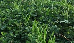 Chathill Monitor Farm Meeting- Nutrition: Is the organic way the right way?