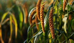 Heavy rains impact European crop conditions: Grain market daily