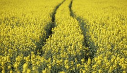 Farmbench - Making financial sense of growing Oilseed Rape