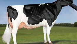 New number one daughter-proven sire follows genomic breeding pattern