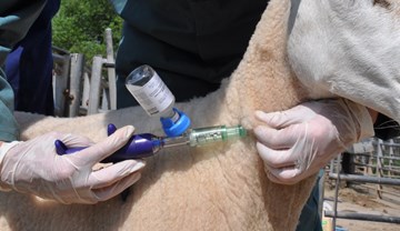 Pmsg Sheep Responsible use of antibiotics in livestock | AHDB