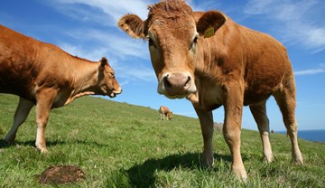 Supply - UK beef production