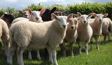 What are the common diseases that cause lameness in sheep? | AHDB