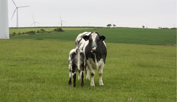 Maternal Matters: breeding, calving and managing heifers | AHDB