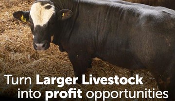 Cutting heavier beef carcases