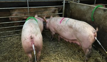 Artificial insemination (AI) guidance for pig farmers | AHDB