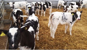 Feeding whole milk to dairy calves