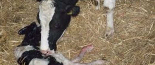 Bvd Bumper, The problems begin when a pregnant cow or heifer is