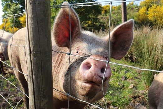 Pork market analysis | AHDB