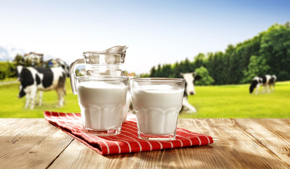 a couple of glasses of milk on a table with a cow in the background