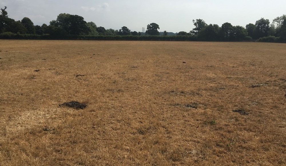 a large field with trees in the background