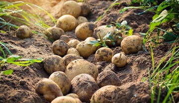 Potatoes market outlook