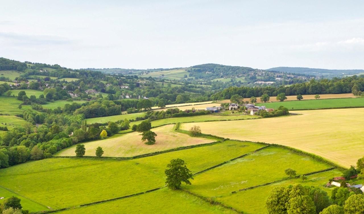 Rolling green and yellow fields divided by hedges with scattered trees.