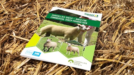 Charollais sheep breeding guide cover