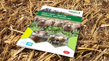 Dorset sheep breeding guide cover