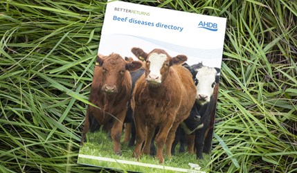 beef diseases directory 