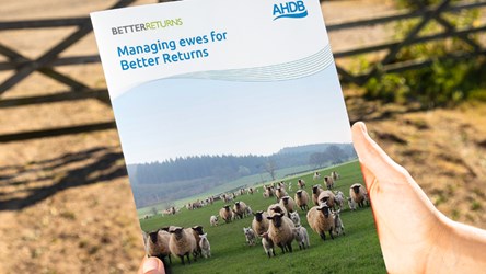 a hand holding a book with a group of sheep in the background