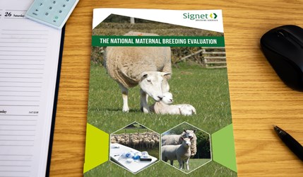 Cover Image for Signet Maternal Breed 2022 Leaflet