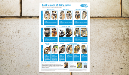 Foot Lesions In Dairy Cattle AHDB foot-lesions-in-dairy-cattle-ahdb