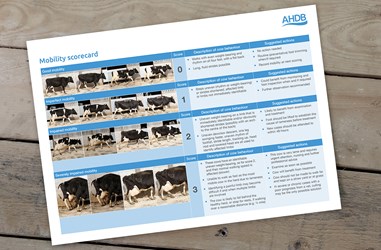 The Mobility scorecard featured against a wood background.