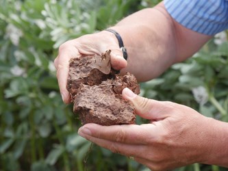 Person holding clump of soil and breaking it apart
