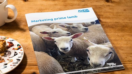 AHDB manual on Marketing Prime Lamb