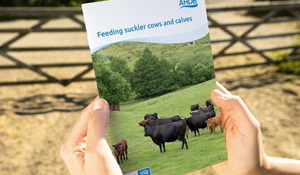 Hands holding a publication titled Feeding suckler cows and calves