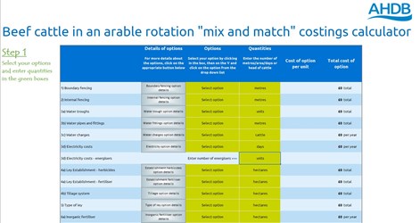 Beef cattle in the arable rotation – Costings calculator | AHDB