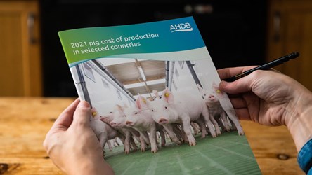 Two hands holding a copy of the report, featuring piglets on green slatted floor