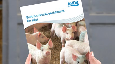 Environmental Enrichment For Pigs | AHDB