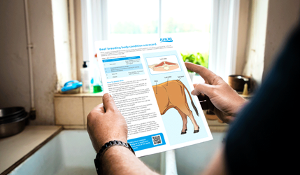 Beef breeding body condition scorecard