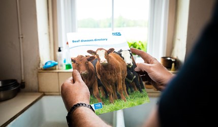 Beef diseases directory front cover