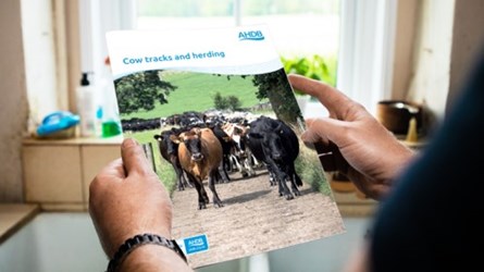 Cow Tracks publication in someone's hands.