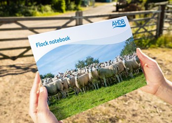 Flock notebook front cover