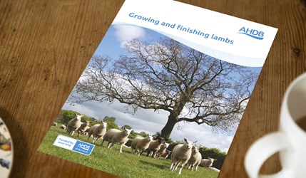 Growing and finishing lambs publication cover