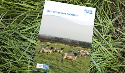 Improving ewe nutrition