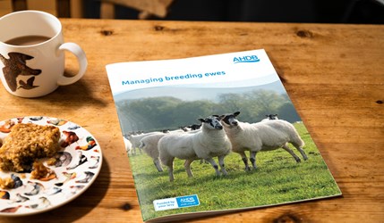 managing ewes for better returns front cover on table top with coffee and cake