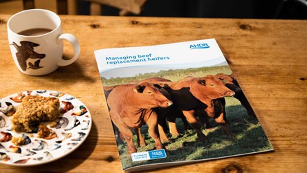 Managing beef replacement heifers front cover