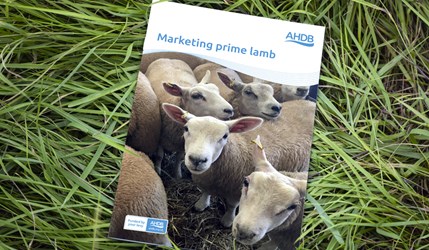 Marketing prime lamb publication front cover